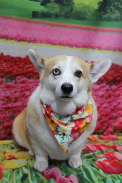 千葉県船橋市のコーギーのトリミング画像