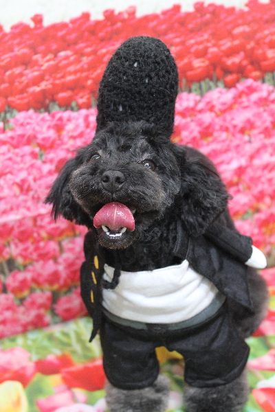 千葉県鎌ケ谷市のトイプードルのトリミング画像