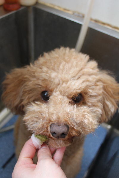 千葉県船橋市のトイプードルの歯磨き画像