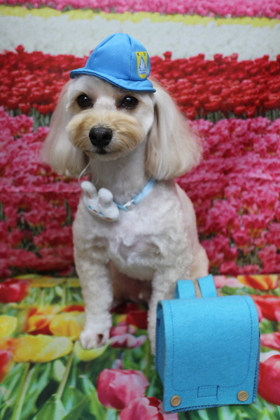 千葉県鎌ヶ谷市のミックス犬のトリミング画像