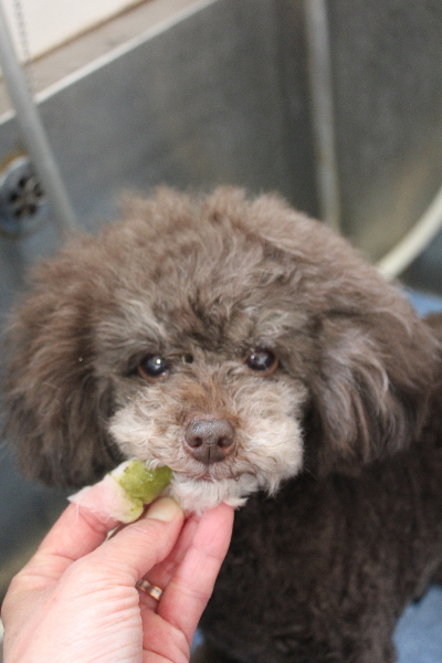 千葉県柏市のトイプードルの歯磨き画像
