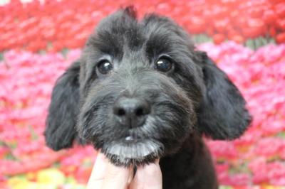 トイプードルブリーダーの子犬、トリミング画像