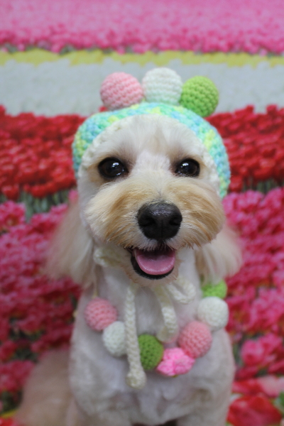 千葉県鎌ヶ谷市のミックス犬のトリミング画像