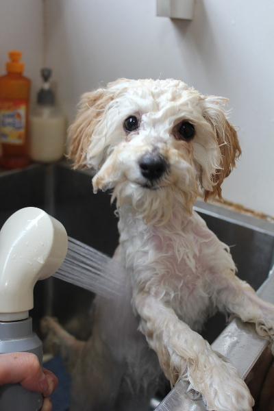 千葉県松戸市のトイプードルのオゾンシャワー画像