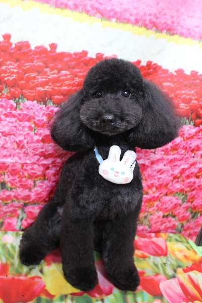 千葉県船橋市のトイプードルのトリミング画像