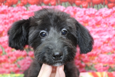 トイプードルブリーダーの子犬、トリミング画像