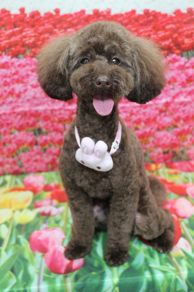 千葉県市川市のトイプードルのトリミング画像