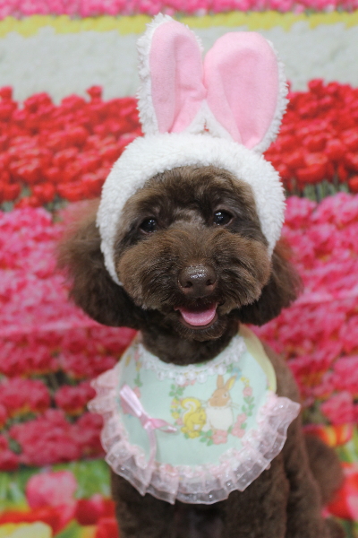 千葉県市川市のトイプードルのトリミング画像