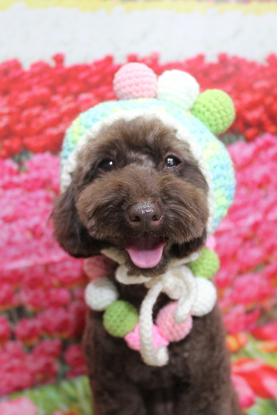 千葉県市川市のトイプードルのトリミング画像