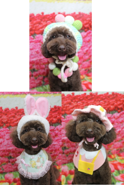 千葉県市川市のトイプードルのトリミング画像