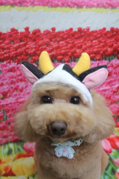 千葉県船橋市のトイプードルのトリミング画像