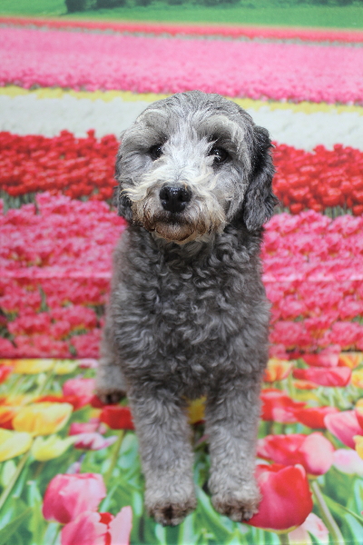 トイプードルブリーダーの成犬、トリミング画像