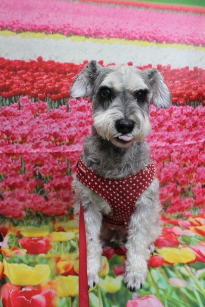 千葉県船橋市のミニチュアシュナウザーのトリミング前画像