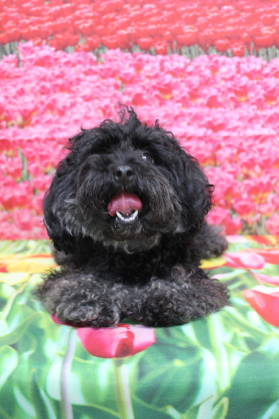 千葉県鎌ケ谷市のトイプードルのトリミング前画像