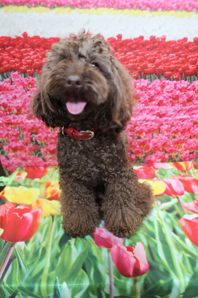 千葉県市川市のトイプードルのトリミング前画像