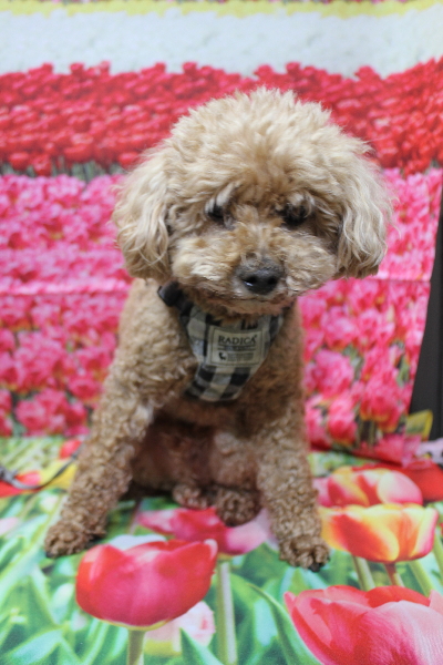 千葉県鎌ヶ谷市のトイプードルのトリミング前画像