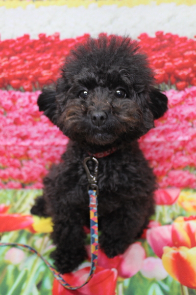 千葉県鎌ヶ谷市のトイプードルのトリミング前画像