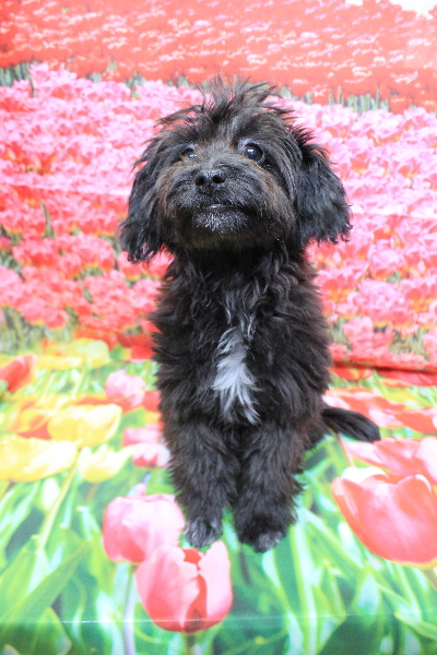 千葉県千葉市のミックス犬トリミング前画像