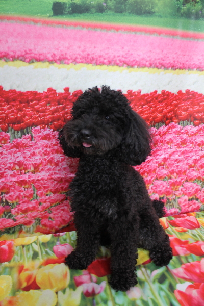 千葉県船橋市のトイプードルのトリミング前画像