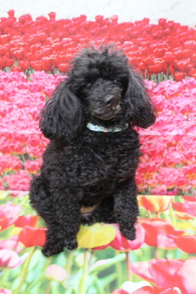 千葉県船橋市のトイプードルのトリミング前画像