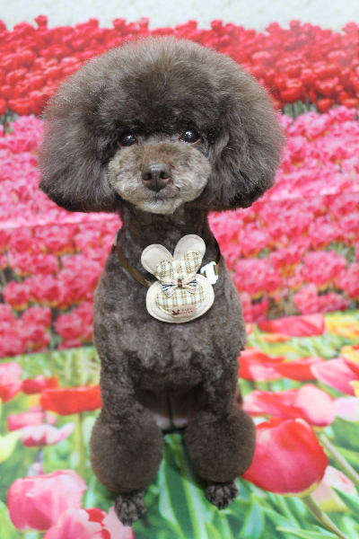 千葉県柏市のトイプードルのトリミング画像