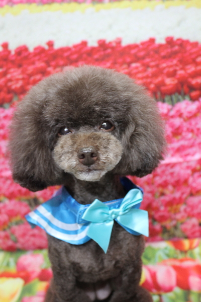 千葉県柏市のトイプードルのトリミング画像