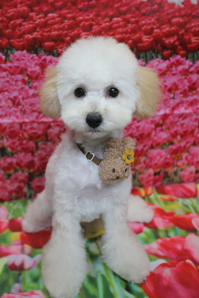 千葉県松戸市のトイプードルのトリミング画像