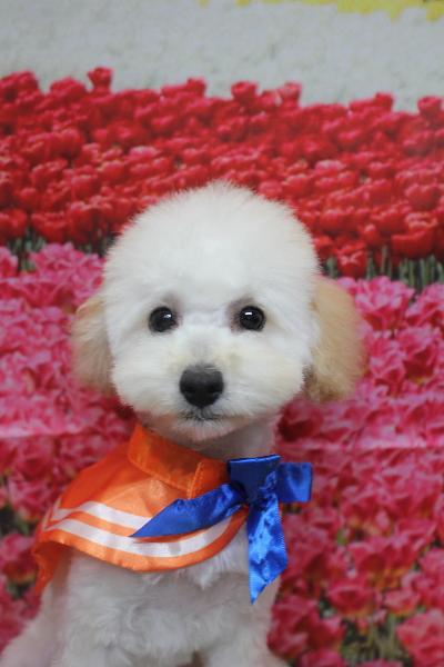 千葉県松戸市のトイプードルのトリミング画像