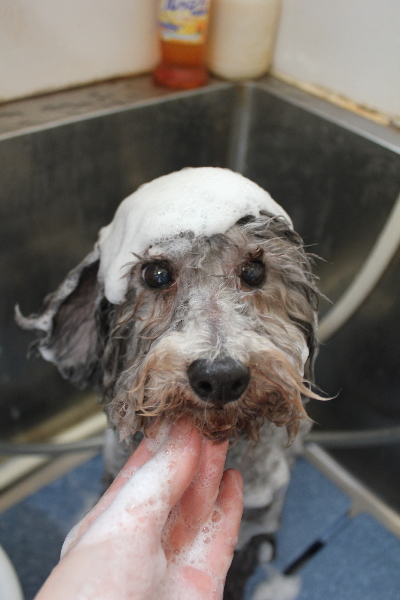 千葉県船橋市のトイプードルのシャンプー画像