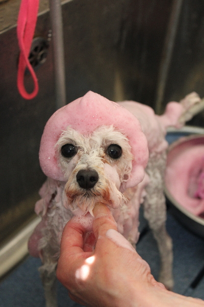 千葉県市川市のトイプードルのピンクパック画像