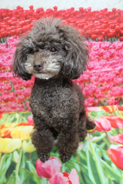 千葉県柏市のトイプードルのトリミング前画像