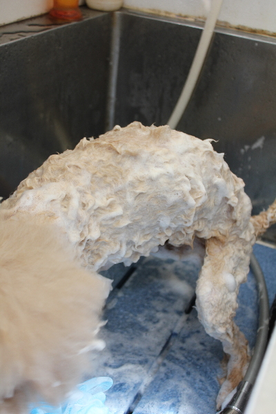 千葉県船橋市のトイプードルのシャンプー画像