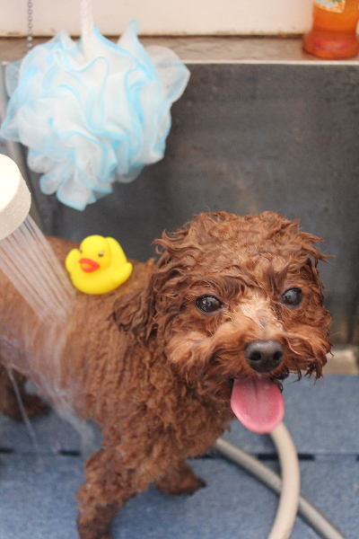 千葉県鎌ケ谷市トイプードルのオゾンシャワー画像