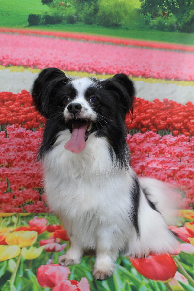 茨城県龍ヶ崎市のパピヨントリミング前画像