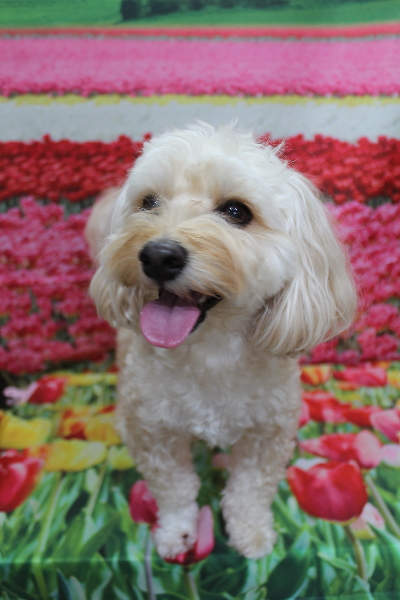 千葉県鎌ヶ谷市のミックス犬のトリミング前画像