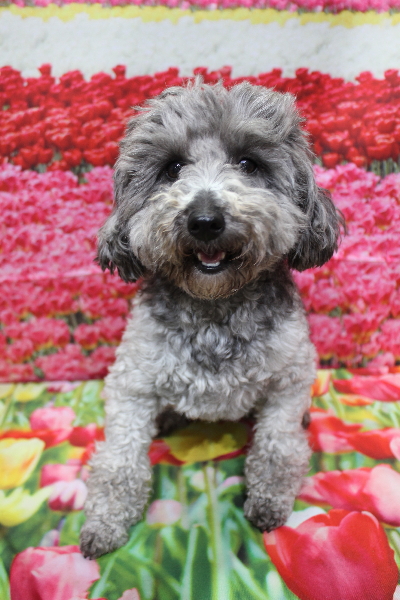 トイプードルブリーダーの成犬、トリミング前画像