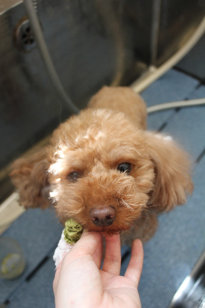 神奈川県横浜市のトイプードルの歯磨き画像