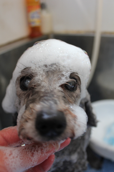 千葉県船橋市のトイプードルのシャンプー画像