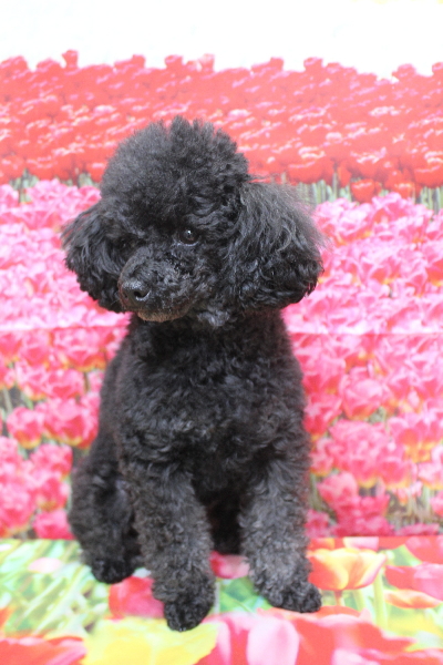 千葉県鎌ヶ谷市のトイプードルのトリミング前画像