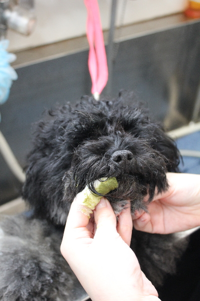 千葉県鎌ケ谷市のトイプードルの歯磨き画像