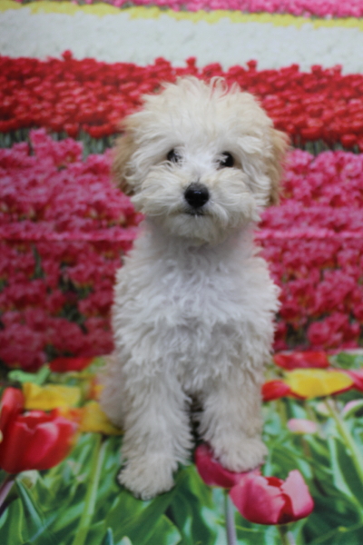 千葉県松戸市のトイプードルのトリミング前画像