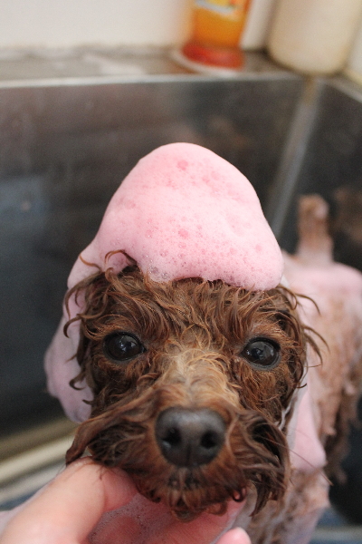 千葉県鎌ケ谷市トイプードルのパック画像