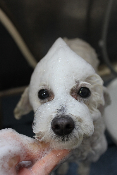 千葉県船橋市のトイプードルのシャンプー画像