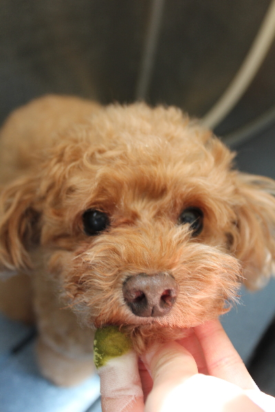 千葉県船橋市のトイプードルの歯磨き画像