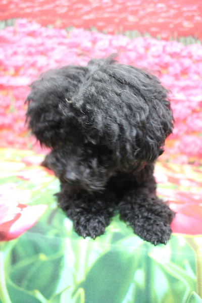 トイプードルブリーダーの成犬、トリミング前画像