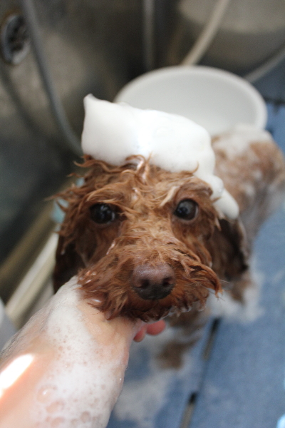 神奈川県横浜市のトイプードルのシャンプー画像