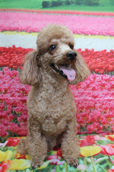 千葉県鎌ヶ谷市のトイプードルのトリミング前画像