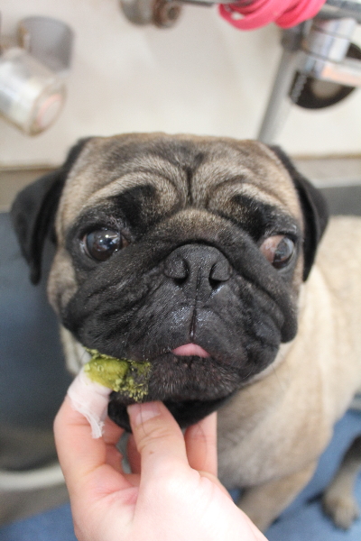 千葉県鎌ケ谷市のパグの歯磨き画像