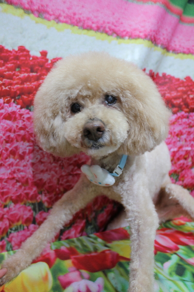 千葉県船橋市のトイプードルのトリミング画像