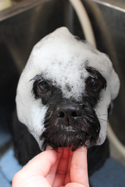 千葉県船橋市ミックス犬のシャンプー画像 千葉県船橋市ミックス犬のシャンプー画像
